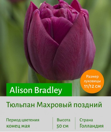 Тюльпан Махровый поздний (double late) Alison Bradley
